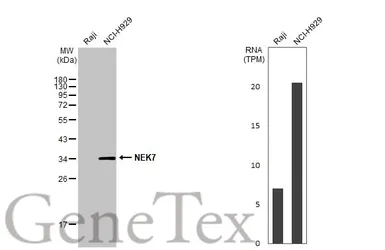 Anti-NEK7 antibody [HL1348] used in Western Blot (WB). GTX636768