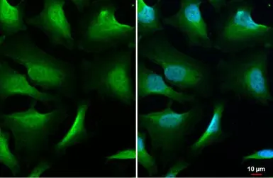 Anti-NEK7 antibody [HL1349] used in Immunocytochemistry/ Immunofluorescence (ICC/IF). GTX636769