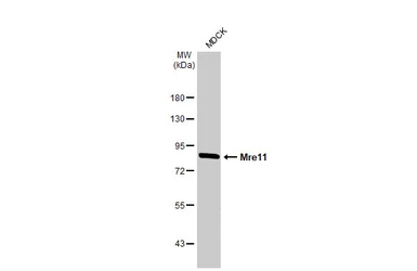 Anti-Mre11 antibody [HL1385] used in Western Blot (WB). GTX636825