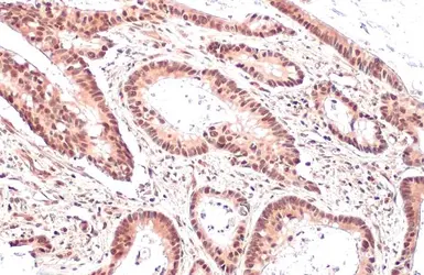 Anti-Mre11 antibody [HL1385] used in IHC (Paraffin sections) (IHC-P). GTX636825