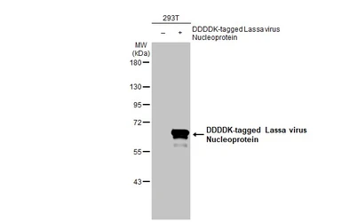 Anti-Lassa virus Nucleoprotein antibody [HL1392] used in Western Blot (WB). GTX636832