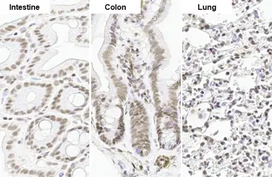 Anti-SP1 antibody [HL1396] used in IHC (Paraffin sections) (IHC-P). GTX636836