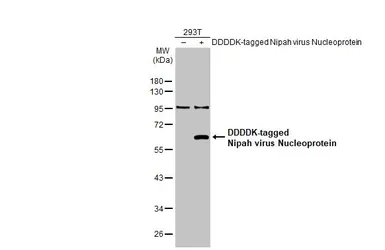 Anti-Nipah virus Nucleoprotein antibody [HL1436] used in Western Blot (WB). GTX636902