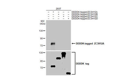 Anti-ZC3H12A antibody [HL1442] used in Western Blot (WB). GTX636914