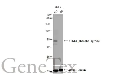 Anti-STAT3 (phospho Tyr705) antibody [HL1464] used in Western Blot (WB). GTX636938