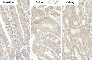 Anti-TOMM20 antibody [HL1493] used in IHC (Paraffin sections) (IHC-P). GTX636967