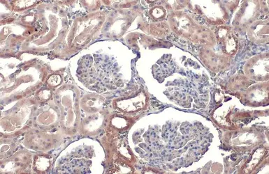 Anti-TOMM20 antibody [HL1493] used in IHC (Paraffin sections) (IHC-P). GTX636967