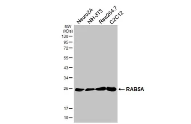 Anti-RAB5A antibody [HL1497] used in Western Blot (WB). GTX636971