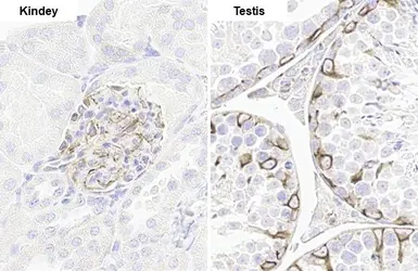 Anti-Vimentin antibody [HL1506] used in IHC (Paraffin sections) (IHC-P). GTX636980