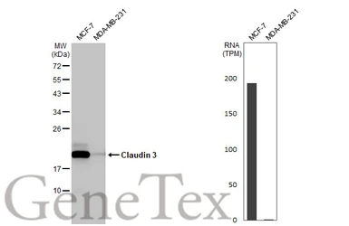 Anti-Claudin 3 antibody [HL1527] used in Western Blot (WB). GTX637000