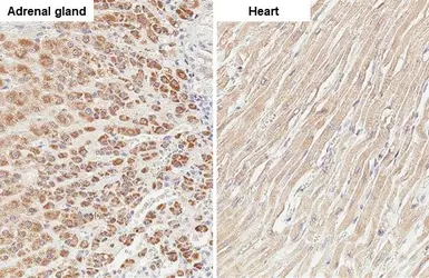 Anti-MCL1 antibody [HL1544] used in IHC (Paraffin sections) (IHC-P). GTX637019
