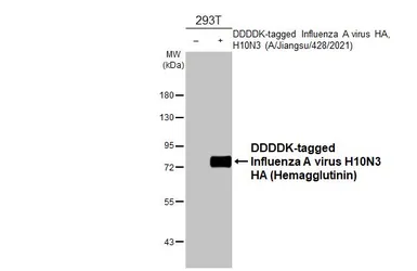 Anti-Avian Influenza A virus H10N3 HA (Hemagglutinin) antibody [HL1559] used in Western Blot (WB). GTX637034