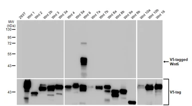 Anti-Wnt6 antibody [HL1568] used in Western Blot (WB). GTX637043