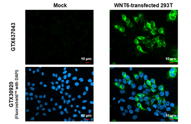 Anti-Wnt6 antibody [HL1568] used in Immunocytochemistry/ Immunofluorescence (ICC/IF). GTX637043