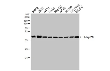 Anti-Hsp70 antibody [HL1581] used in Western Blot (WB). GTX637060