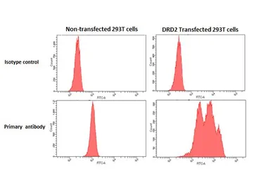 Anti-Dopamine Receptor D2 antibody [HL1584] used in Flow cytometry (FCM). GTX637063