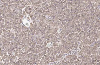 Anti-Calnexin antibody [HL1598] used in IHC (Paraffin sections) (IHC-P). GTX637077