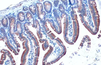 Anti-Calnexin antibody [HL1598] used in IHC (Paraffin sections) (IHC-P). GTX637077