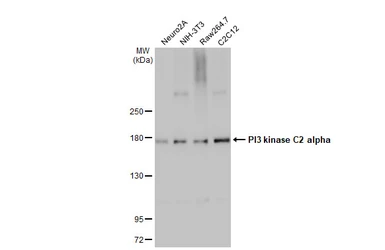 Anti-PI3 kinase C2 alpha antibody [HL1612] used in Western Blot (WB). GTX637103