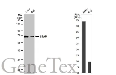 Anti-STAM antibody [HL1637] used in Western Blot (WB). GTX637130