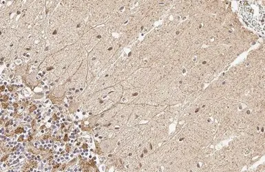 Anti-SNAP91 antibody [HL1657] used in IHC (Paraffin sections) (IHC-P). GTX637255