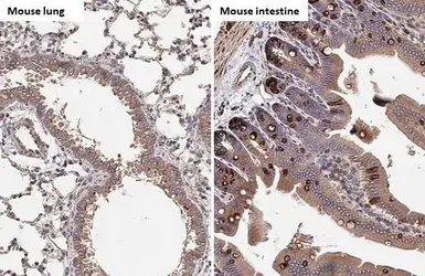 Anti-HCK antibody [HL1673] used in IHC (Paraffin sections) (IHC-P). GTX637272