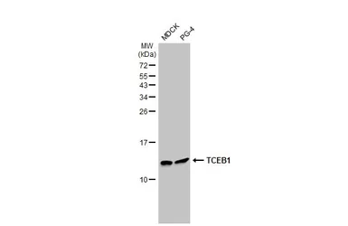 Anti-TCEB1 antibody [HL1683] used in Western Blot (WB). GTX637282