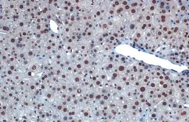 Anti-hnRNP A2B1 antibody [HL1706] used in IHC (Paraffin sections) (IHC-P). GTX637305