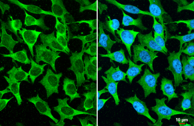 Anti-MUC2 antibody [HL1724] used in Immunocytochemistry/ Immunofluorescence (ICC/IF). GTX637372