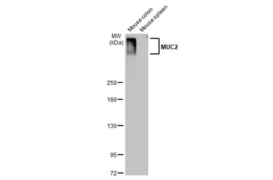 Anti-MUC2 antibody [HL1724] used in Western Blot (WB). GTX637372