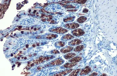 Anti-MUC2 antibody [HL1724] used in IHC (Paraffin sections) (IHC-P). GTX637372