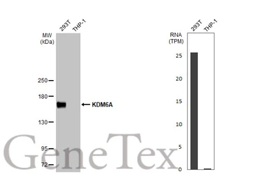 Anti-KDM6A antibody [HL1731] used in Western Blot (WB). GTX637379