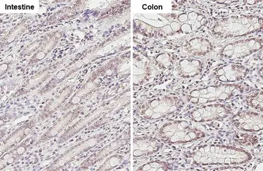 Anti-KDM6A antibody [HL1731] used in IHC (Paraffin sections) (IHC-P). GTX637379