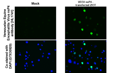 Anti-Venezuelan Equine Encephalitis Virus nsP4 antibody [HL1741] used in IHC-P (cell pellet) (IHC-P (cell pellet)). GTX637389