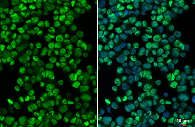 Anti-C/EBP alpha antibody [HL1747] used in Immunocytochemistry/ Immunofluorescence (ICC/IF). GTX637397