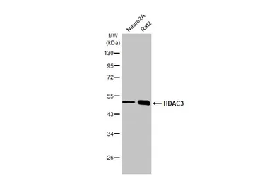 Anti-HDAC3 antibody [HL1749] used in Western Blot (WB). GTX637399