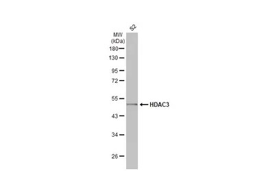 Anti-HDAC3 antibody [HL1749] used in Western Blot (WB). GTX637399