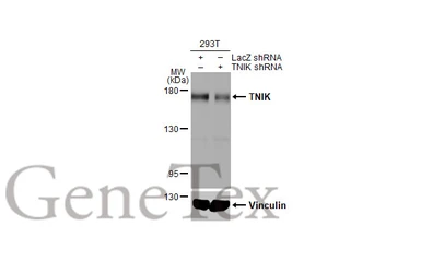 Anti-TNIK antibody [HL1751] used in Western Blot (WB). GTX637401