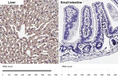 Anti-Prealbumin antibody [HL1823] used in IHC (Paraffin sections) (IHC-P). GTX637548