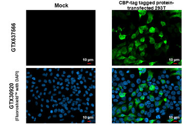 Anti-CBP tag antibody [HL1841] used in Immunocytochemistry/ Immunofluorescence (ICC/IF). GTX637566