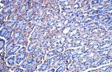 Anti-Vinculin antibody [HL1873] used in IHC (Paraffin sections) (IHC-P). GTX637622