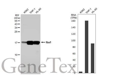 Anti-Iba1 antibody [HL1880] used in Western Blot (WB). GTX637629