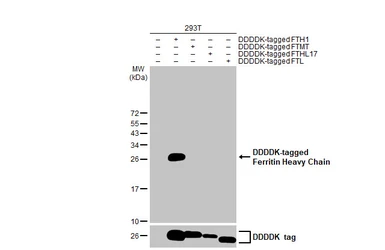 Anti-Ferritin Heavy Chain antibody [HL1905] used in Western Blot (WB). GTX637654