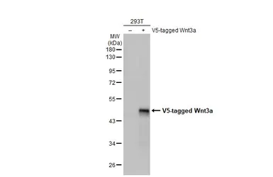 Anti-Wnt3a antibody [HL1911] used in Western Blot (WB). GTX637660