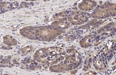 Anti-Wnt3a antibody [HL1911] used in IHC (Paraffin sections) (IHC-P). GTX637660