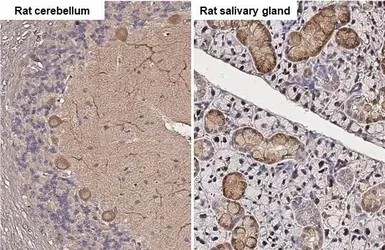 Anti-Wnt3a antibody [HL1911] used in IHC (Paraffin sections) (IHC-P). GTX637660
