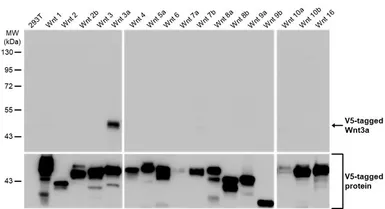 Anti-Wnt3a antibody [HL1911] used in Western Blot (WB). GTX637660