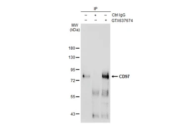 Anti-CD97 antibody [HL1925] used in Immunoprecipitation (IP). GTX637674