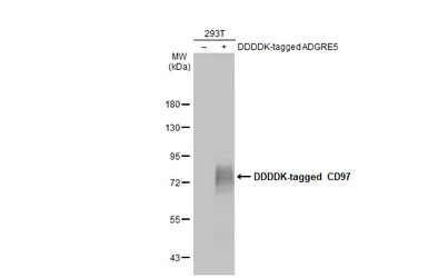Anti-CD97 antibody [HL1925] used in Western Blot (WB). GTX637674