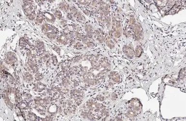 Anti-SUN1 antibody [HL1947] used in IHC (Paraffin sections) (IHC-P). GTX637784